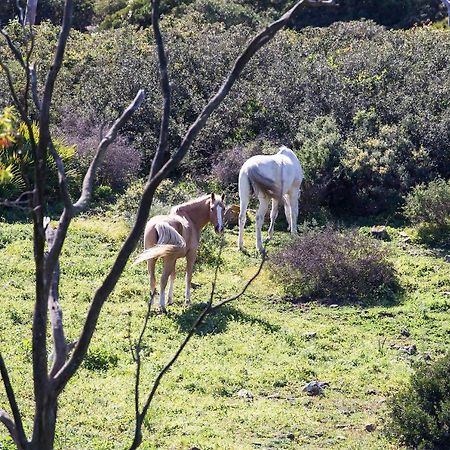 Apartmán Casita Rural En Centro De Hipica Tarifa Exteriér fotografie
