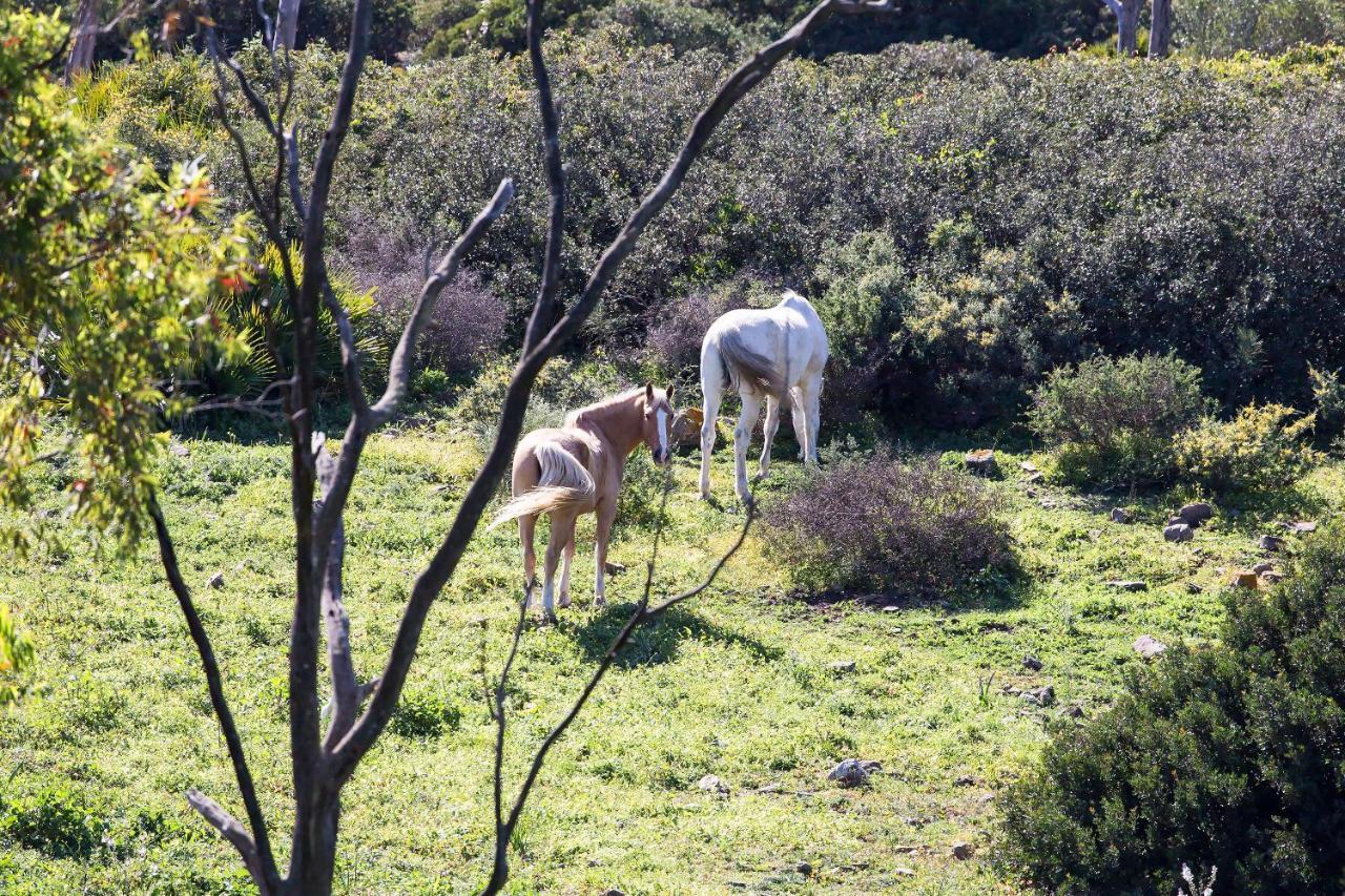 Apartmán Casita Rural En Centro De Hipica Tarifa Exteriér fotografie