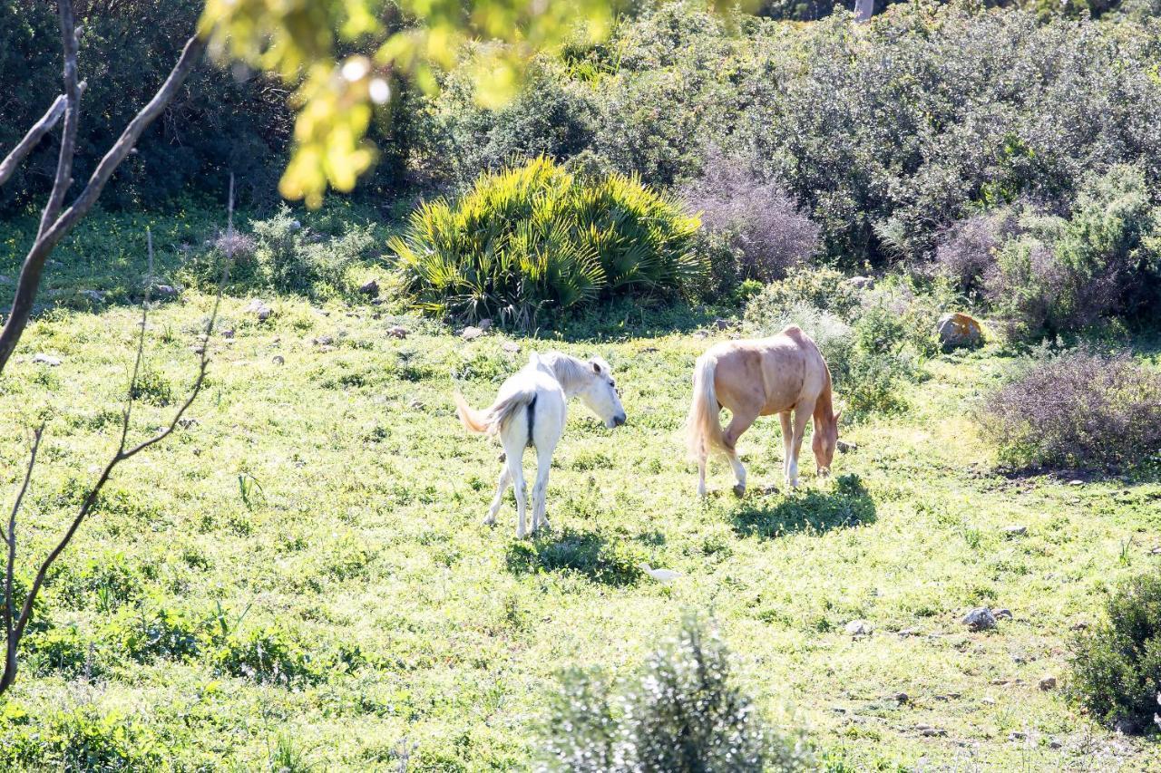 Apartmán Casita Rural En Centro De Hipica Tarifa Exteriér fotografie