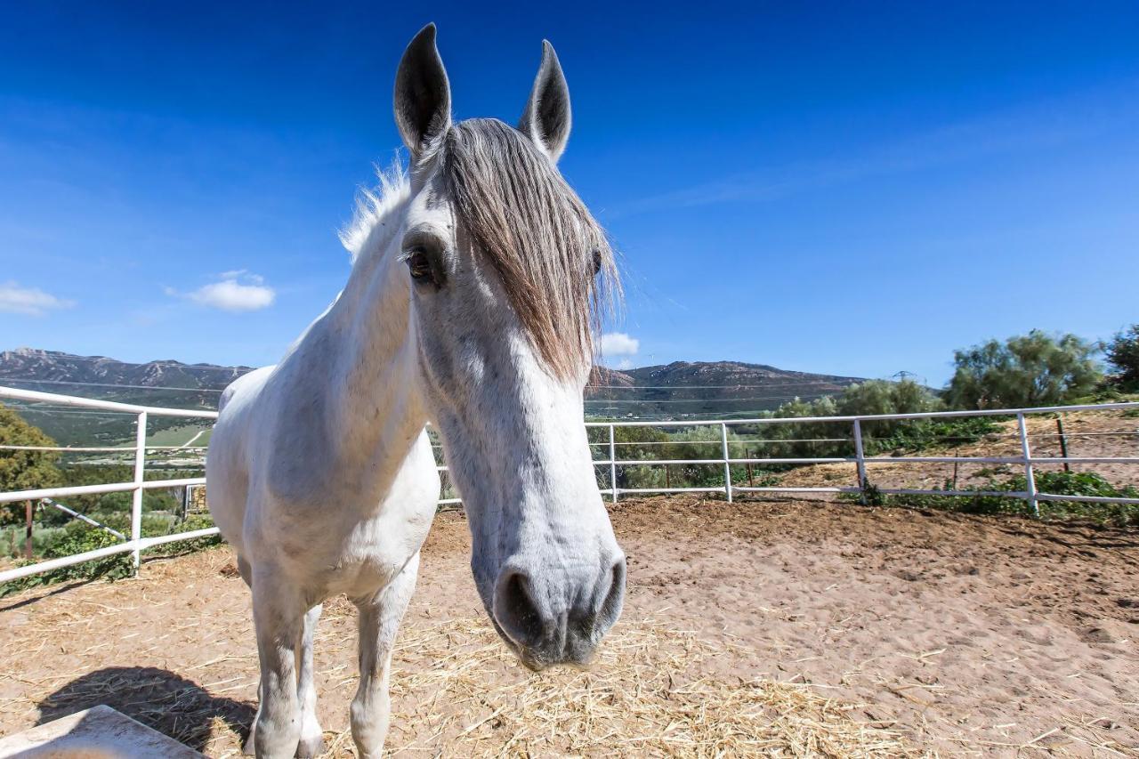 Apartmán Casita Rural En Centro De Hipica Tarifa Exteriér fotografie